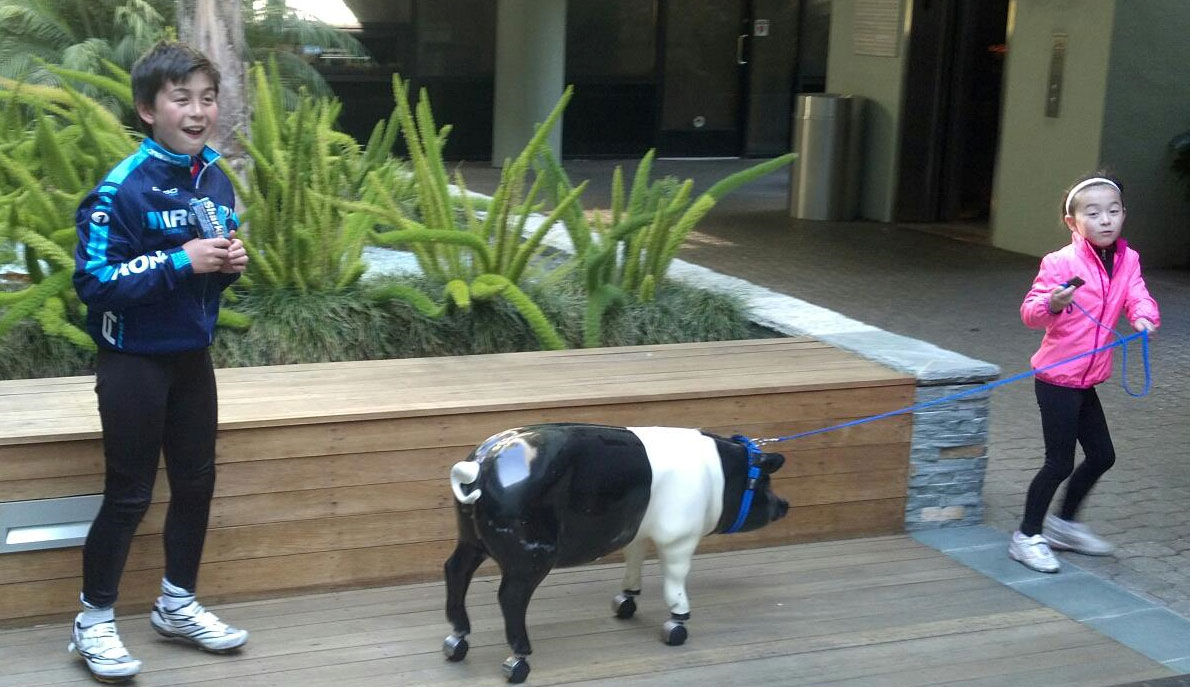 pig